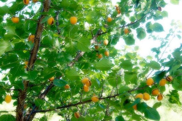 2018種杏樹賺錢嗎?杏樹種植的利潤與投資成本及前景預測