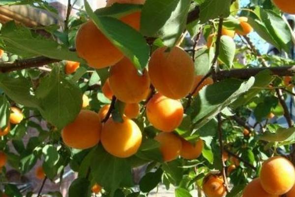 2018種杏樹賺錢嗎?杏樹種植的利潤與投資成本及前景預測