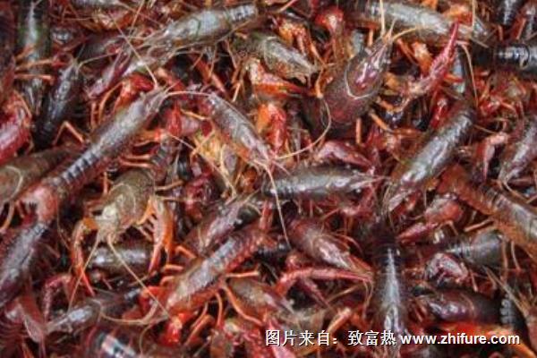 養小龍蝦賺錢嗎