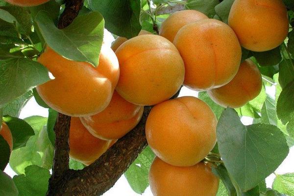 2018種杏樹賺錢嗎?杏樹種植的利潤與投資成本及前景預測