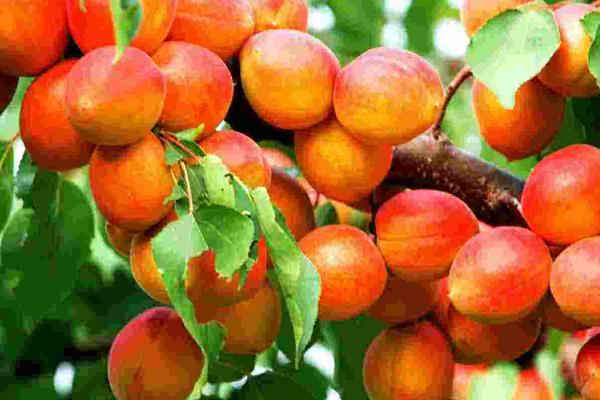 2018種杏樹賺錢嗎?杏樹種植的利潤與投資成本及前景預測