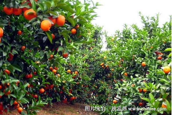 2018種砂糖橘賺錢嗎？砂糖橘種植的利潤與投資成本及前景預測