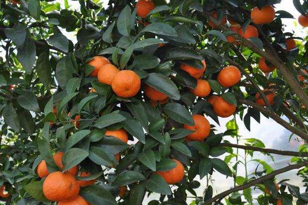 2018種砂糖橘賺錢嗎？砂糖橘種植的利潤與投資成本及前景預測