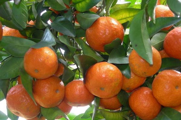 2018種砂糖橘賺錢嗎？砂糖橘種植的利潤與投資成本及前景預測