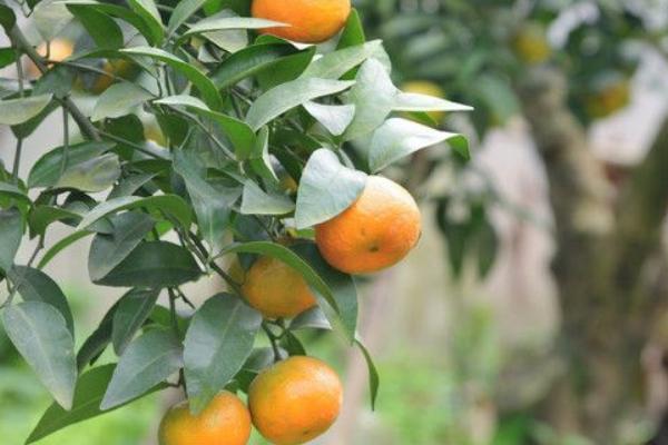 2018種砂糖橘賺錢嗎？砂糖橘種植的利潤與投資成本及前景預測