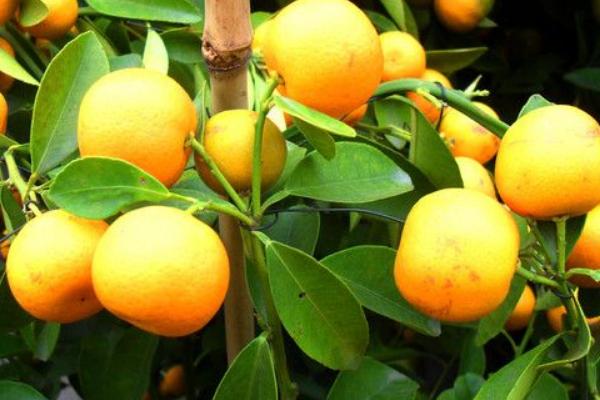 2018種砂糖橘賺錢嗎？砂糖橘種植的利潤與投資成本及前景預測