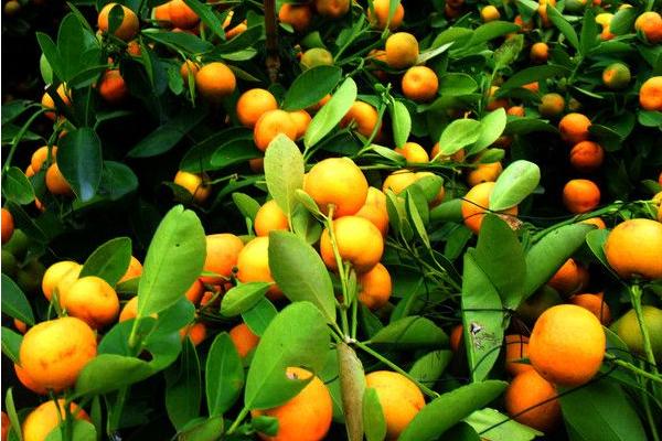 2018種砂糖橘賺錢嗎？砂糖橘種植的利潤與投資成本及前景預測