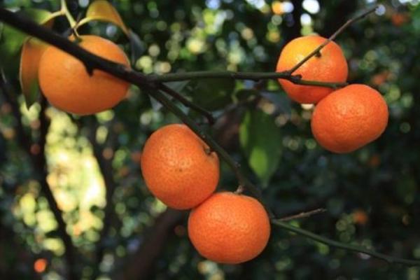 2018種砂糖橘賺錢嗎？砂糖橘種植的利潤與投資成本及前景預測