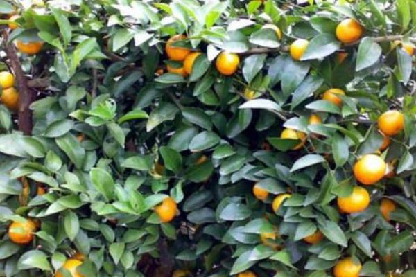 2018種砂糖橘賺錢嗎？砂糖橘種植的利潤與投資成本及前景預測