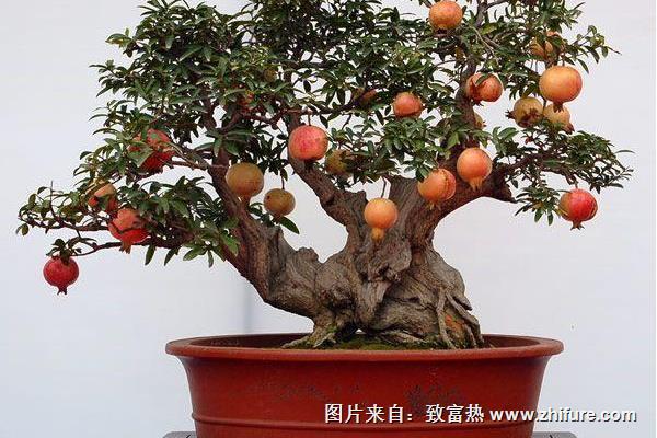 石榴樹盆景怎么樣造型