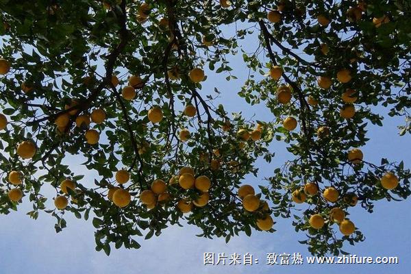 2018種柚子賺錢嗎？柚子種植的利潤與投資成本及前景預測