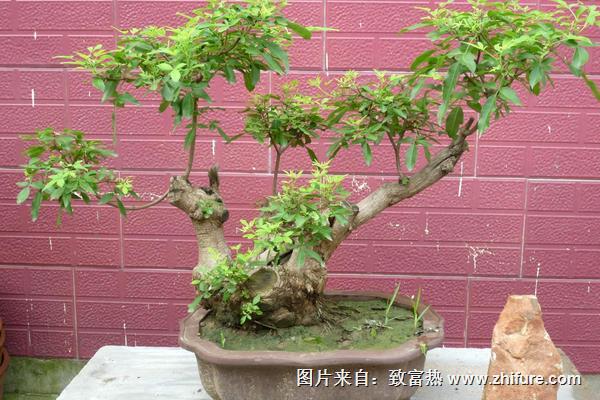 石榴樹盆景價格多少錢一盆