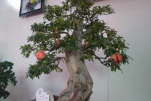 石榴樹盆景價格多少錢一盆