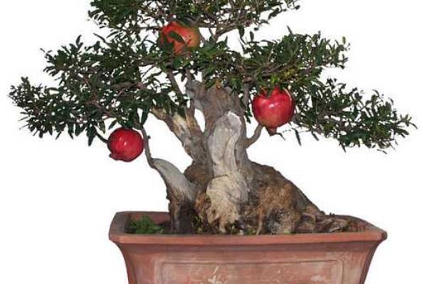 石榴樹盆景價格多少錢一盆