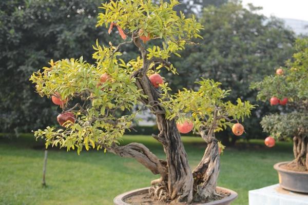 石榴樹盆景價格多少錢一盆