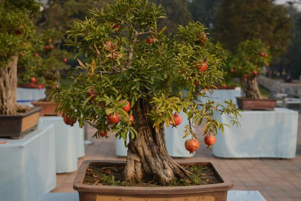 石榴樹盆景價格多少錢一盆