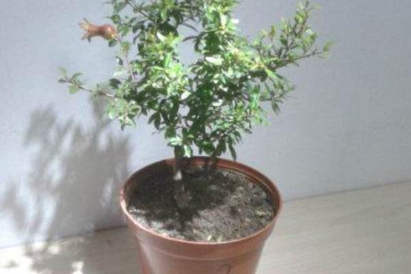 石榴樹盆景價格多少錢一盆