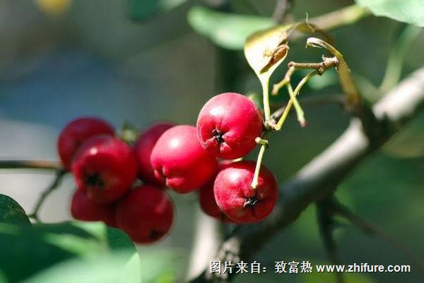 2018種山楂賺錢嗎？山楂種植的利潤與投資成本及前景預測