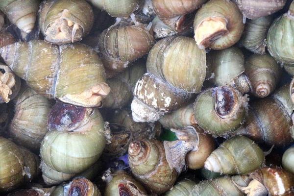 養殖田螺的育成管理