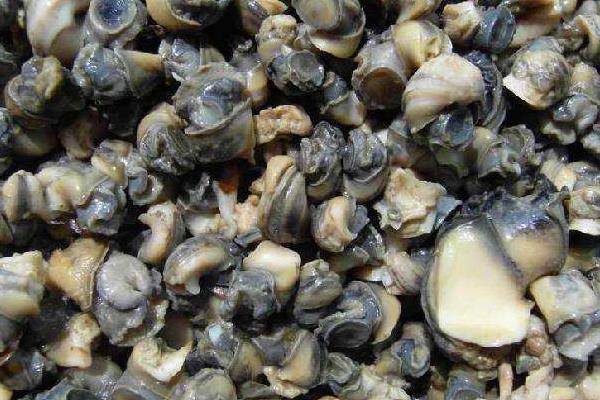 養殖田螺的育成管理