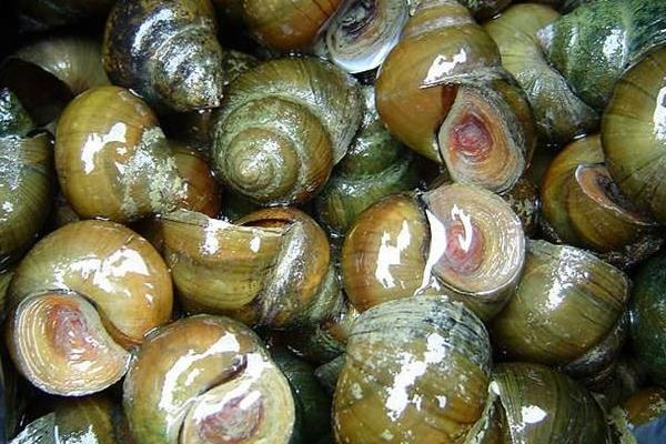 養殖田螺的育成管理
