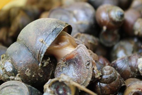 養殖田螺的育成管理