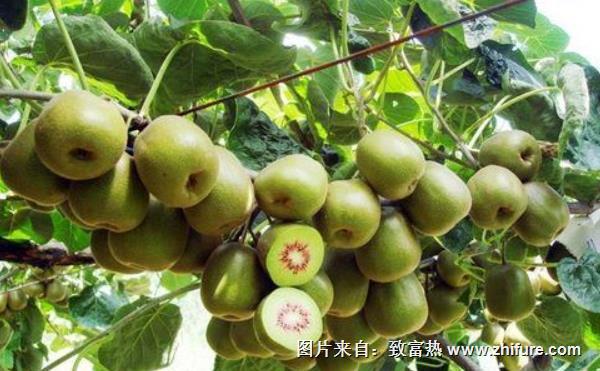 紅心獼猴桃一畝產量是多少