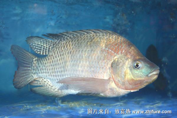 2018養羅非魚賺錢嗎？羅非魚養殖的利潤與投資成本及前景預測