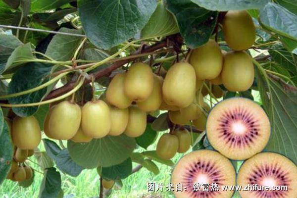 紅心獼猴桃栽培技術(shù)