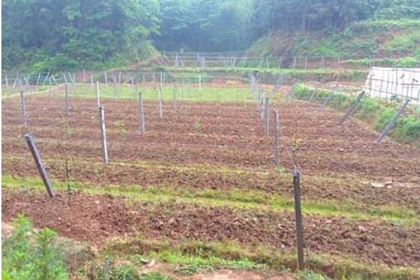 紅心獼猴桃栽培技術