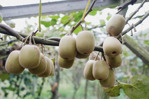 紅心獼猴桃栽培技術