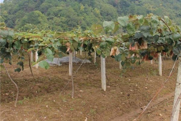 紅心獼猴桃栽培技術