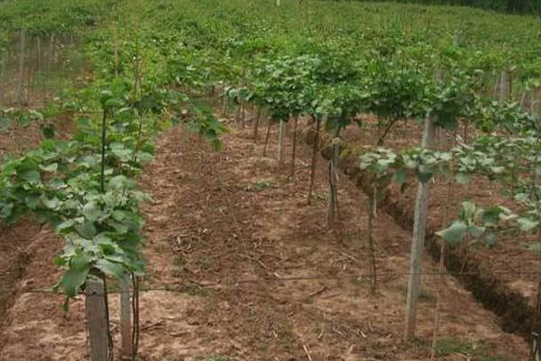 紅心獼猴桃栽培技術