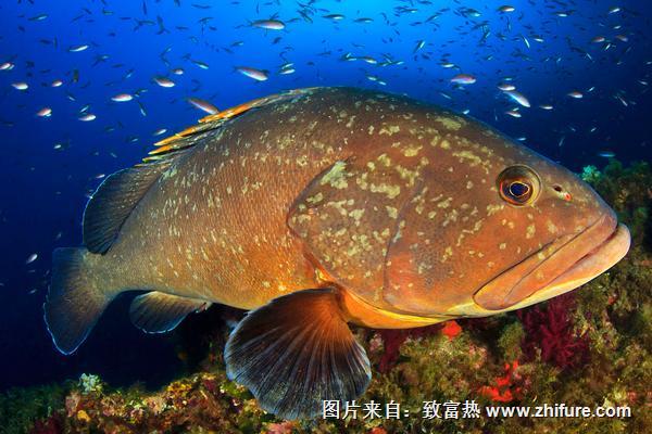 2018養石斑魚賺錢嗎？石斑魚養殖的利潤與投資成本及前景預測