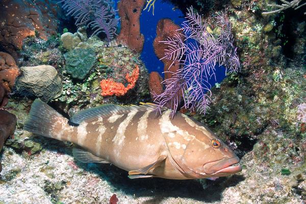 2018養石斑魚賺錢嗎？石斑魚養殖的利潤與投資成本及前景預測