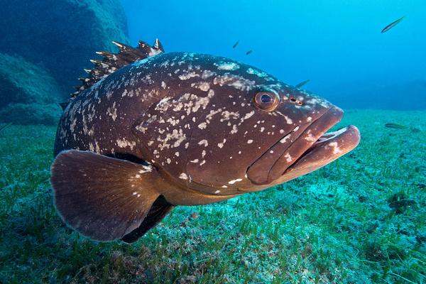 2018養石斑魚賺錢嗎？石斑魚養殖的利潤與投資成本及前景預測