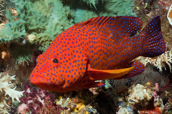 2018養石斑魚賺錢嗎？石斑魚養殖的利潤與投資成本及前景預測