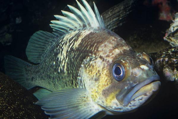 2018養石斑魚賺錢嗎？石斑魚養殖的利潤與投資成本及前景預測