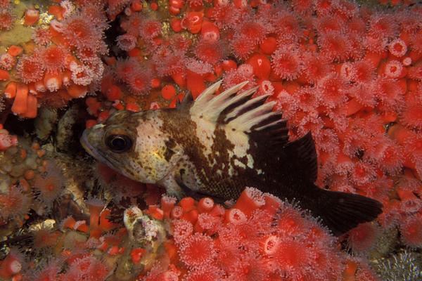2018養石斑魚賺錢嗎？石斑魚養殖的利潤與投資成本及前景預測