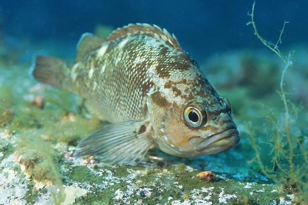 2018養石斑魚賺錢嗎？石斑魚養殖的利潤與投資成本及前景預測