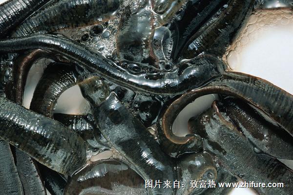 2018養水蛭賺錢嗎？水蛭養殖的利潤與投資成本及前景預測