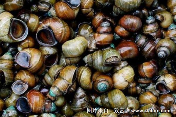 2018養田螺賺錢嗎？田螺養殖的利潤與投資成本及前景預測