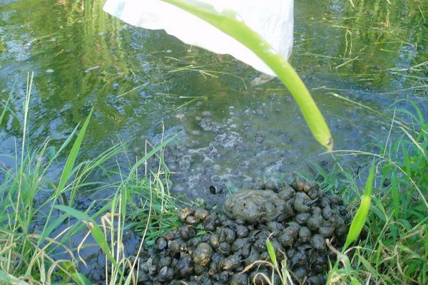 2018養田螺賺錢嗎？田螺養殖的利潤與投資成本及前景預測