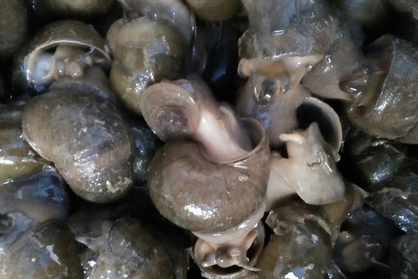 2018養田螺賺錢嗎？田螺養殖的利潤與投資成本及前景預測