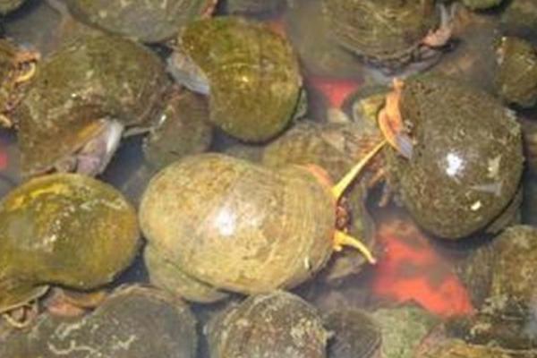 2018養田螺賺錢嗎？田螺養殖的利潤與投資成本及前景預測