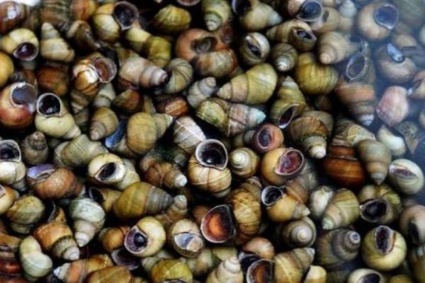 2018養田螺賺錢嗎？田螺養殖的利潤與投資成本及前景預測