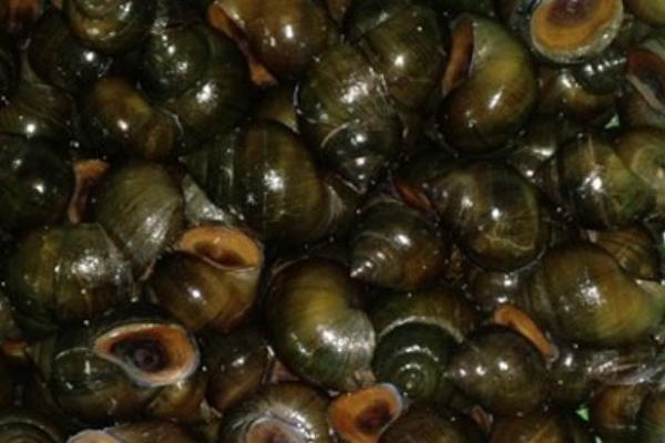 2018養田螺賺錢嗎？田螺養殖的利潤與投資成本及前景預測