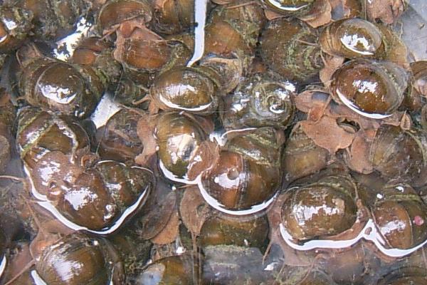 2018養田螺賺錢嗎？田螺養殖的利潤與投資成本及前景預測