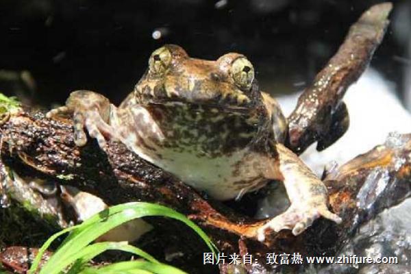 2018養石蛙賺錢嗎？石蛙養殖的利潤與投資成本及前景預測