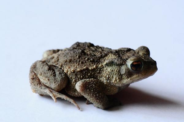 2018養石蛙賺錢嗎？石蛙養殖的利潤與投資成本及前景預測